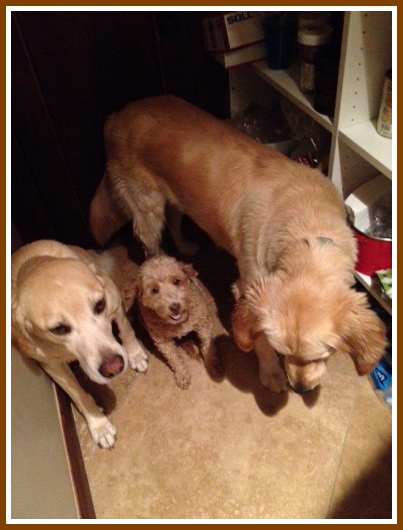 Weekly Pet Pic: Three Furry Friends Take Shelter Together