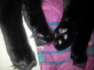 fig-paws