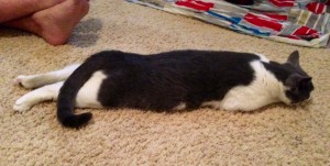 One of my favorite things that Oliver does...he lays funny :) 