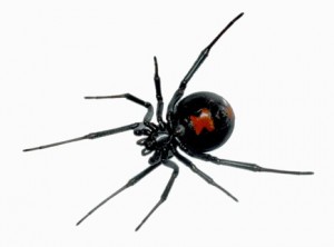 Black widow spider image-sicb.org