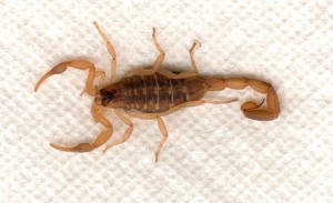 arizona-bark-scorpion-museum2.utep.edu