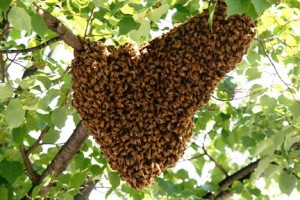 bee-swarm-franklinbees.co.nz