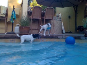 swim dogs