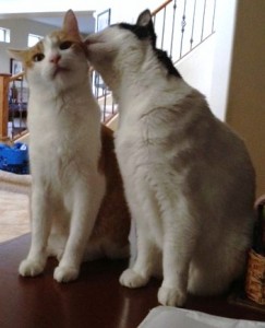 cat kiss