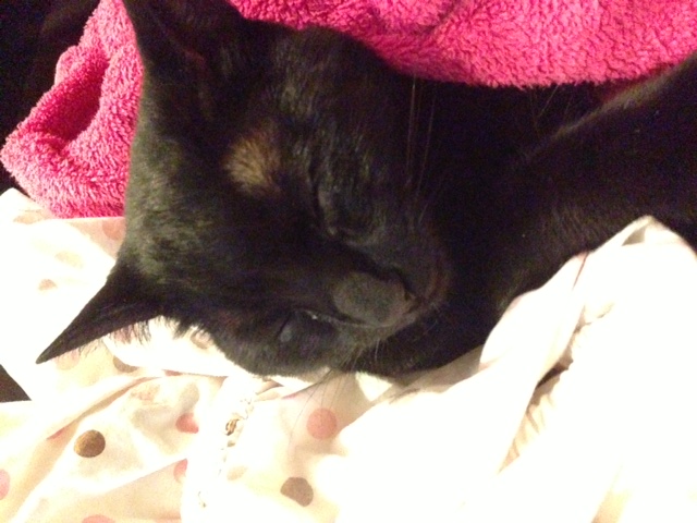 It cracks me up that when she is sleeping her entire little black face disappears.  Such a cutie pie and a smart one to turn a laundry basket into the perfect feline bed. 