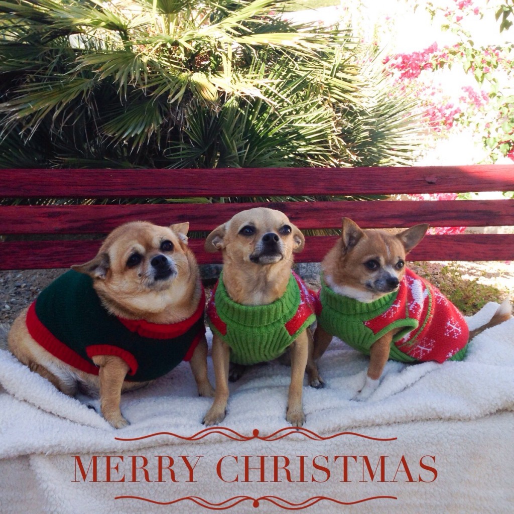 Christmas dogs