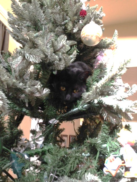 tree cat climb