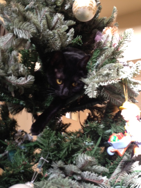 tree cat