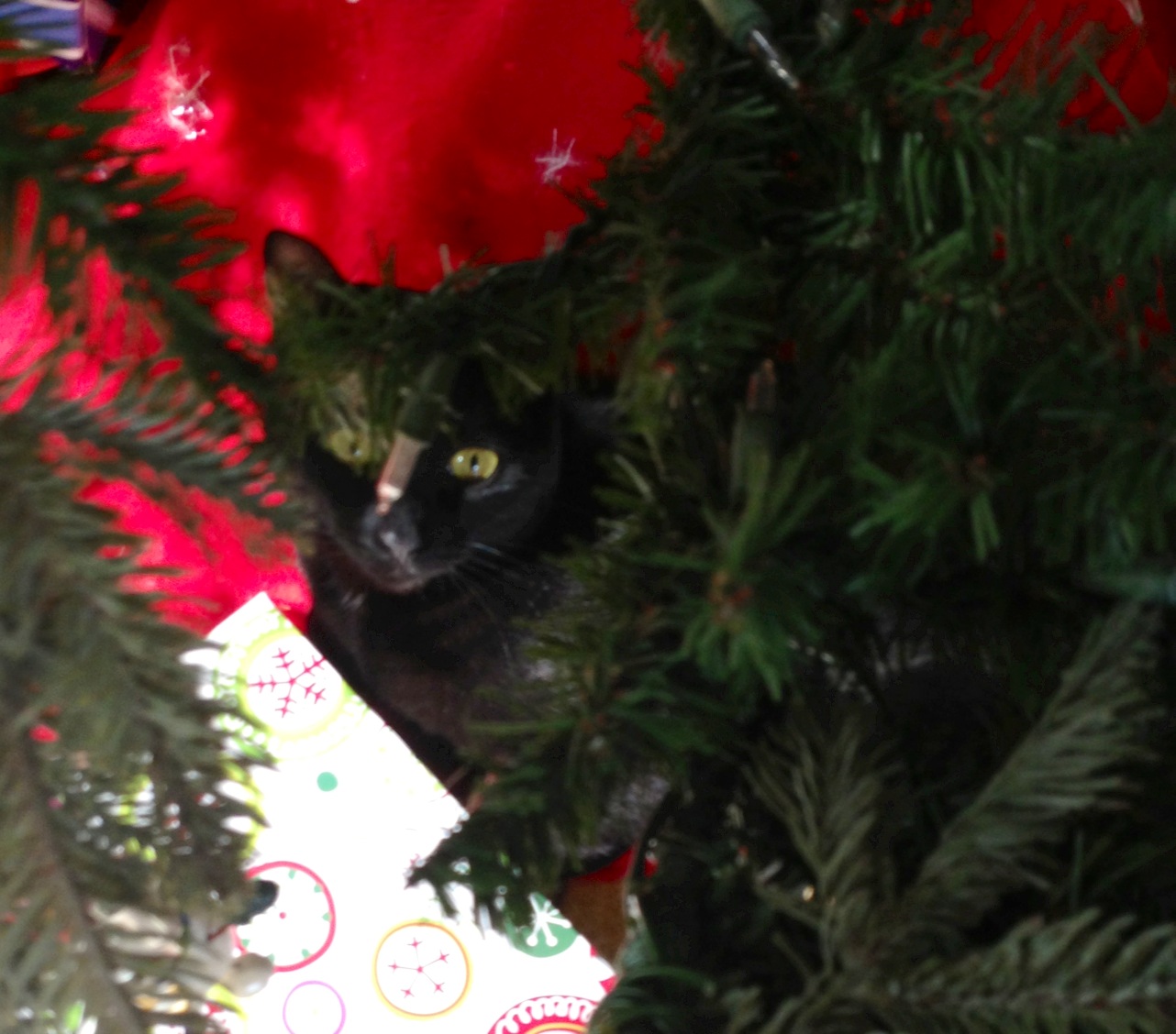 tree kitty