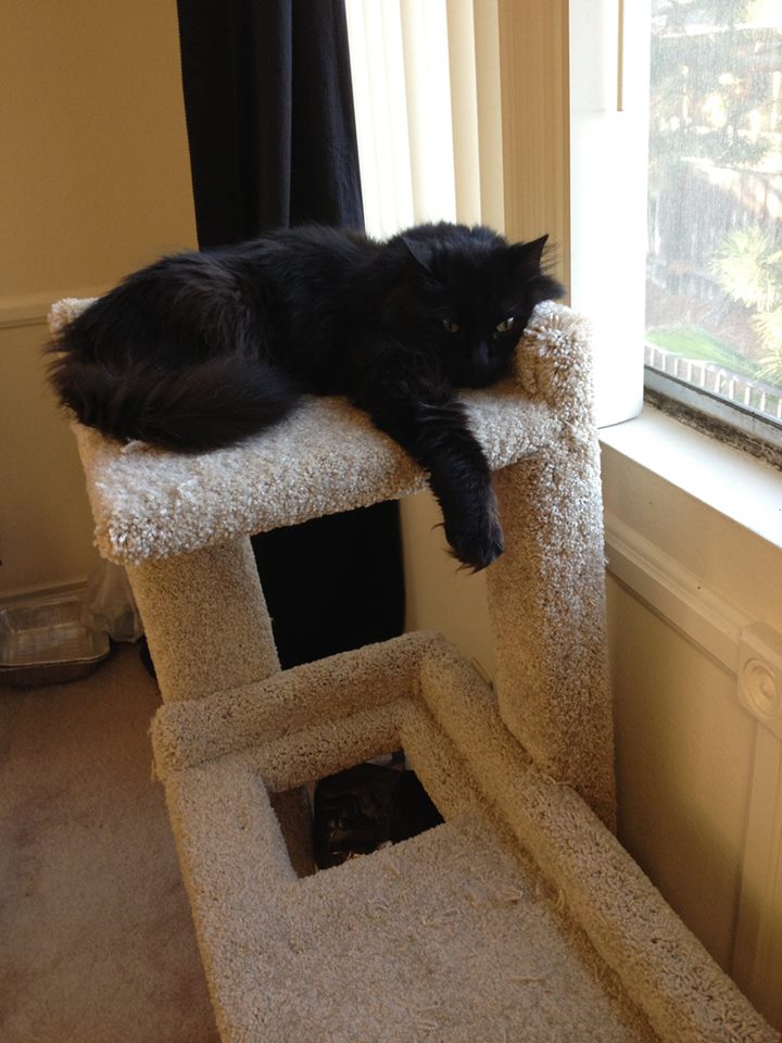 shadow on cat tree