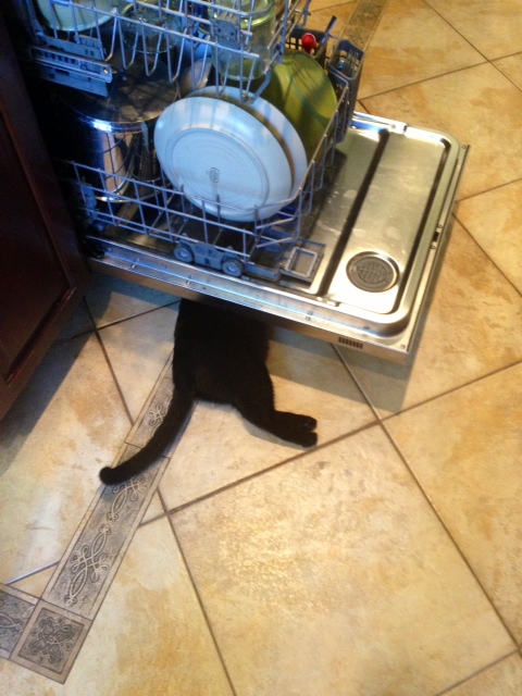 silly Lucy dish washer