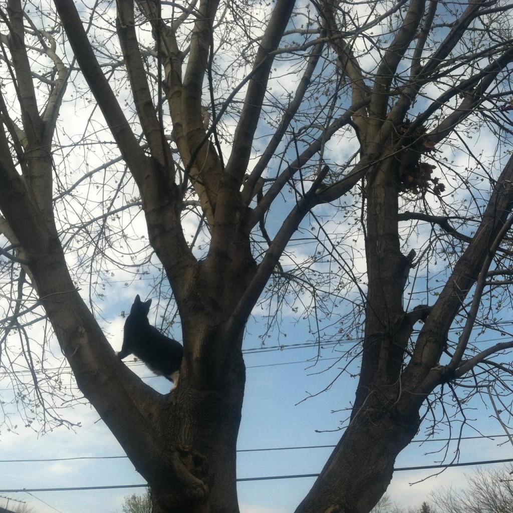 cat in tree