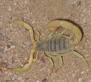 Erin Lynn  scorpion photo