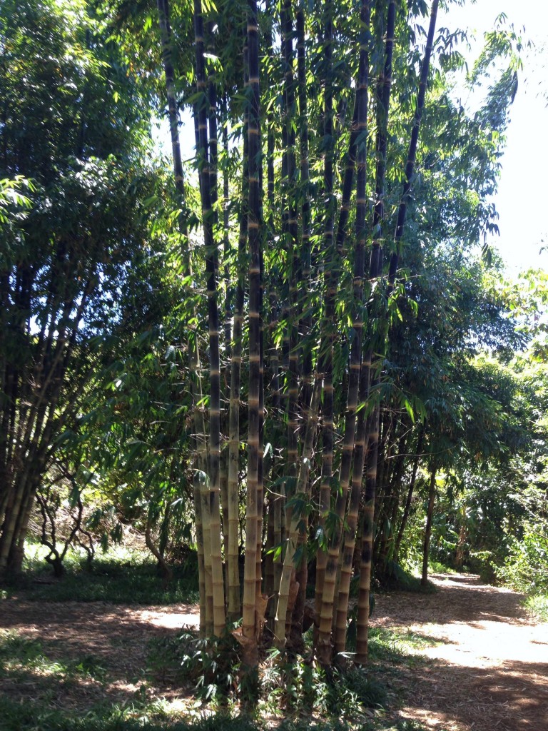 bamboo