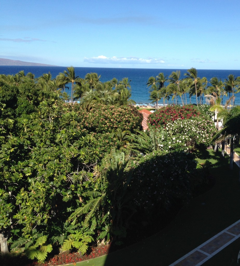 trees and ocean