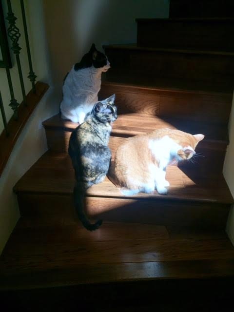 cats on stairs